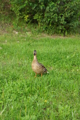 cute duck in the park. wild birds in nature.