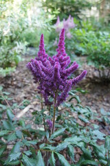 A beautiful perennial herbaceous plant with dark purple inflorescences and white stamens. Beautifully flowering Astilbe chinensis Visions in Red on a blurry background.
