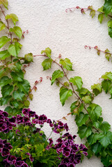 Branches of green decorative ivy on the outer wall of the house and a bush of flowers below on a summer day