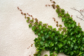 Branches of green decorative ivy on the outer wall of the house in summer