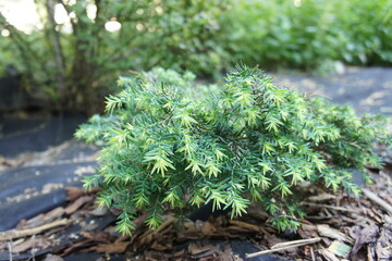groundcover low-growing variety of coniferous shrub. Tsuga canadensis Cole's Prostate on a mulched...