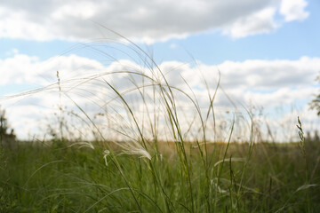 Beautiful feather grass growing in field, closeup