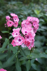 a narrow spike shaped inflorescence of pink with a bright eye in the middle  Phlox paniculata Larissa