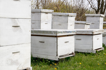 Many white bee hives at apiary outdoors