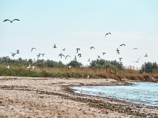 A flock of seagulls flies over the beach. Kinburn spit, Mykolaiv region, Ukraine.