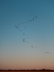 A flock cormorants flying during sunrise on Kinburn Spit,  Mykolaiv Oblast, Ukraine.