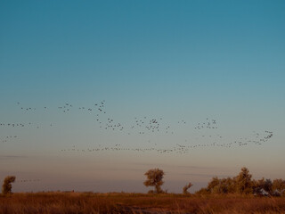 A flock cormorants flying during sunrise on Kinburn Spit,  Mykolaiv Oblast, Ukraine.