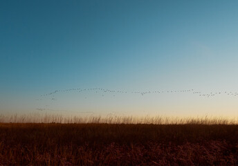 A flock cormorants flying during sunrise on Kinburn Spit,  Mykolaiv Oblast, Ukraine.