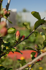 Blooming white flowers on a tree on a sunny day