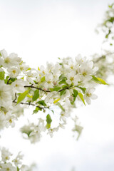Fototapeta na wymiar Blooming white flowers on a tree on a sunny day