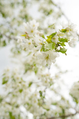 Blooming white flowers on a tree on a sunny day