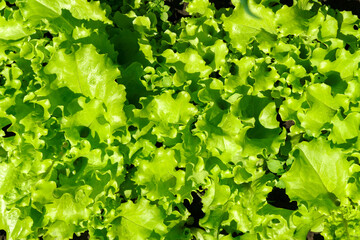 Fresh green lettuce texture grows in the garden. salad plant farming in a greenhouse.