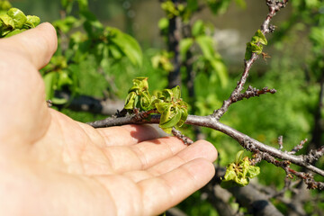 The disease of the leaves of the plum tree plant. Monilinia laxa, an ascomycete fungus