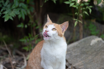 見つめる猫　茶トラ白