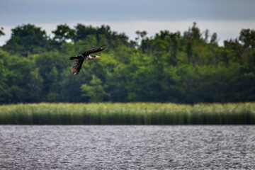 cormorant flying over lake