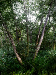 woodland view close up of trees