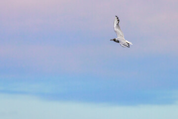 Black headed gull flying with blue sky
