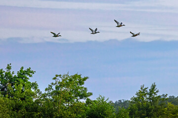four duck flying over trees with blue sky