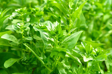 Flowering of the spinach plant on a field. Leaves leaf leaf green in rows, agriculture.