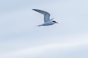 Eurasian oystercatcher in flight 