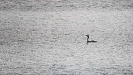 Created Grebe of open water lake
