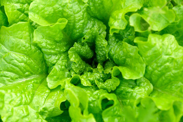 Green leaf lettuce close up on garden bed in vegetable field. Gardening background with lettuce green plants. Selective focus