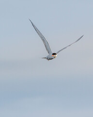 Eurasian oystercatcher in flight 