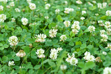 Trifolium pratense, white clover, is herbaceous species of flowering plant in beat family Fabaceae, Selective focus.