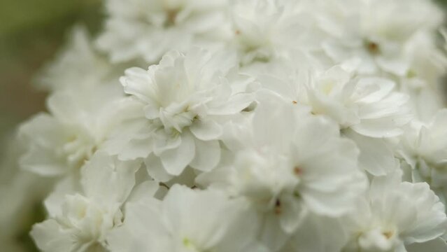 White flowers in rhododendrons