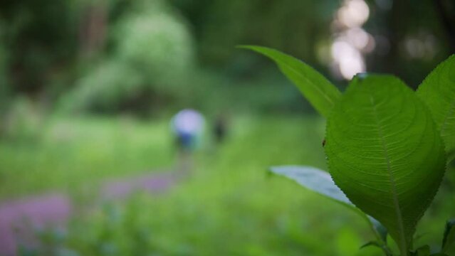 A close up shot of green leaf in a garden. Two persons are seen in blurred view passing the garden