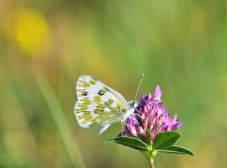 Pontia daplidice, auch Westlicher Resedaweißling