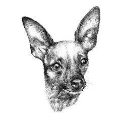 Black and White Drawing of a lap Dog. Cute puppy isolated on the white background. Pencil, ink hand drawn portrait. Animal collection. Good for print T-shirt. Art background for design.