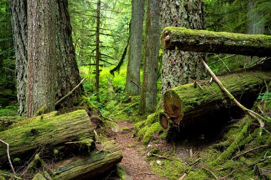 Mossy Forest In The Health Trail At Roberts Creek, Sunshine Coast, BC Canada