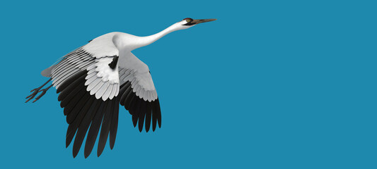 3d illustration of Whooping Crane on blue background 
