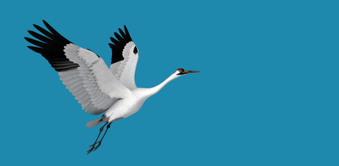 3d illustration of Whooping Crane on blue background 