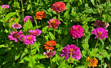 Zinnien, Zinnia, common zinnia, garden zinnia