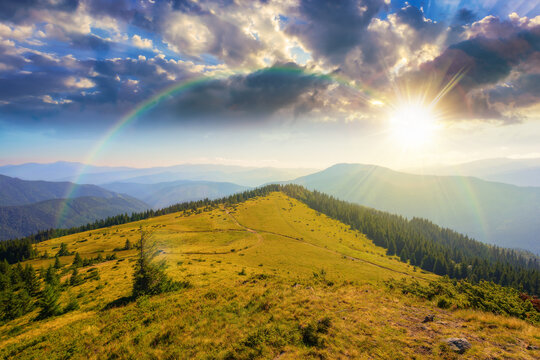 green nature environment of trascarpathia at sunset. beautiful scenery in mountains of chornohora ridge in summer. landscape with spruce forest on the hill in evening light