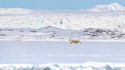 Polar bear walks against a backdrop of snowy mountains, along the edge of the fast ice in Yoldiabukta, a bay in Nordfjorden, Svalbard