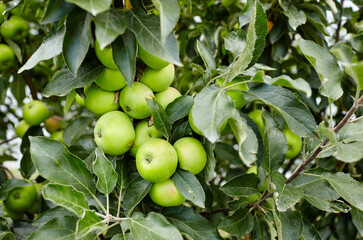 Ripe apples on a tree in a garden. Organic apples hanging from a tree branch in an apple orchard