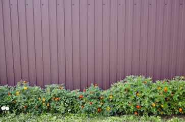 Metal fence of a house in suburb neighborhood, closeup. Rural landscape flowers, grass and fence on foreground