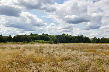 Obraz premium Bright summer forest against the sky and meadows. Beautiful landscape of green trees and blue sky background