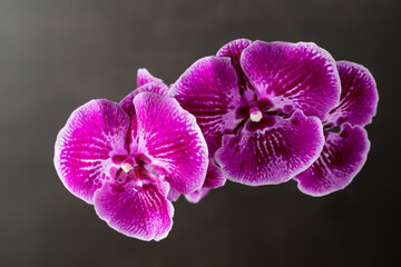 Rare blooming large purple velvet orchid of Big Lip phalaenopsis flowers isolated on dark brown background.