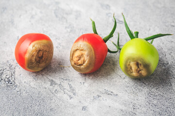 Tomato diseases - blossom end rot caused by lack of calcium