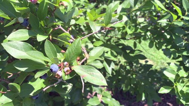 Blueberry bush on a sunny day, close up