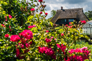 Blumenpracht im Fischerdorf Hoben bei Wismar