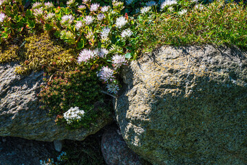 Bewachsene Natursteinmauer im Fischerdorf Hoben bei Wismar