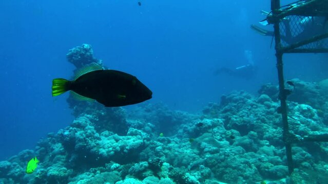 trigger fish