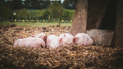 Closeup of piglets laying and sleeping on the hay near the barn