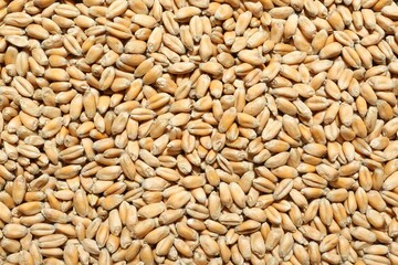 Closeup of wheat grains as background, top view