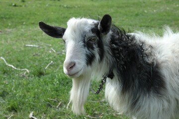 Beautiful black and white goat in green field